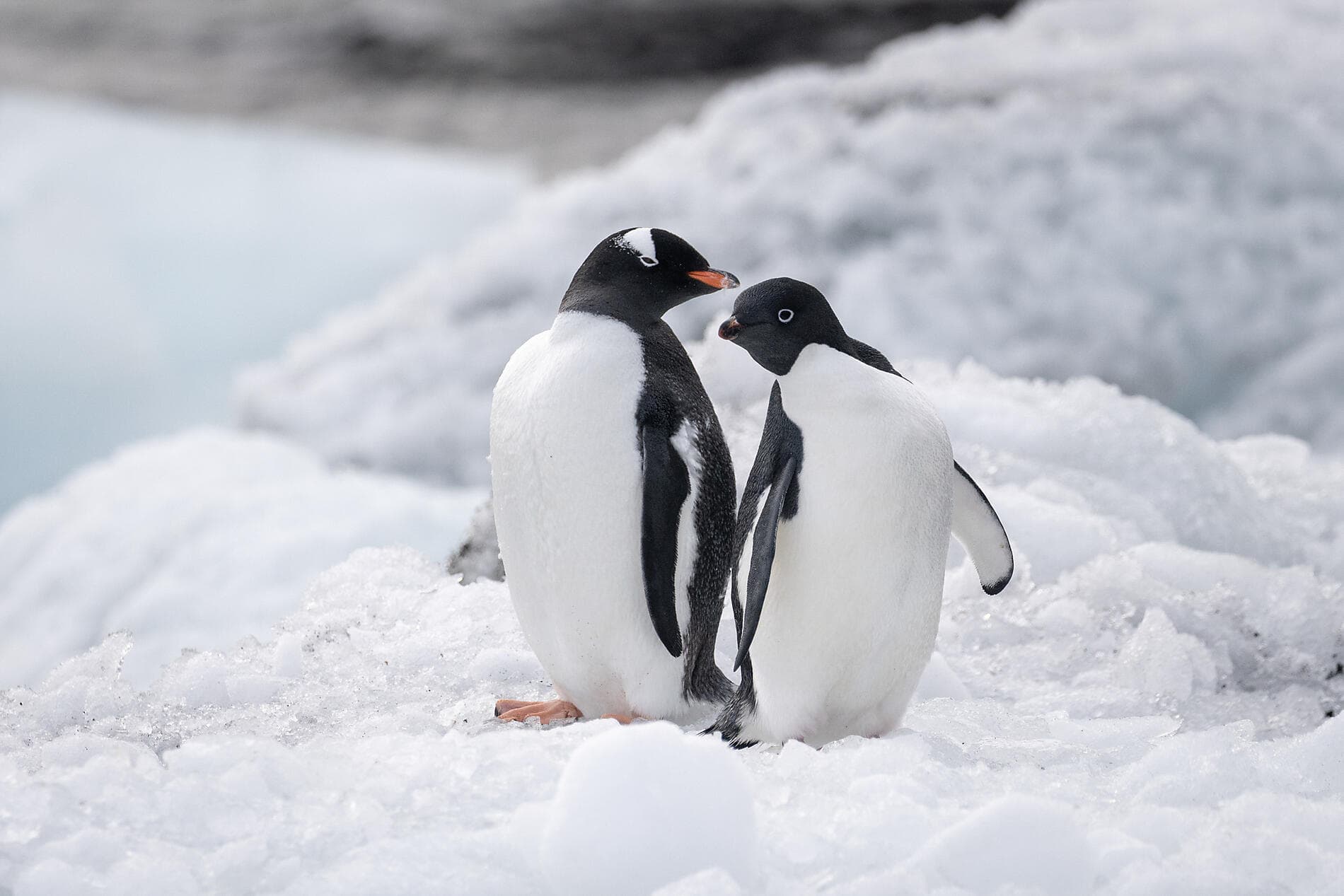 Scott & Shackleton’s Antarctic  - Ross Sea Expedition 