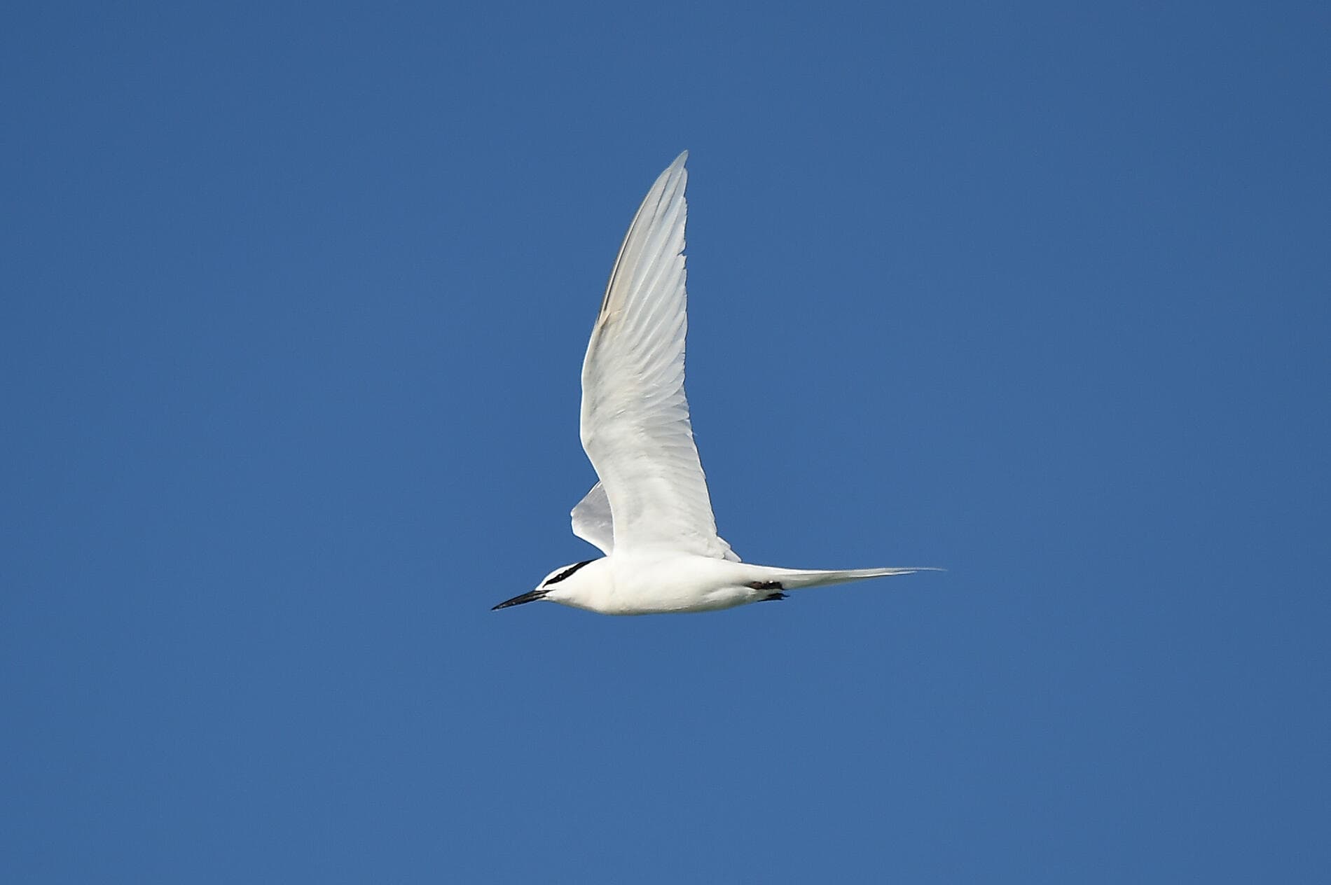 Tropical Odyssey between Indonesia and North East Australia 