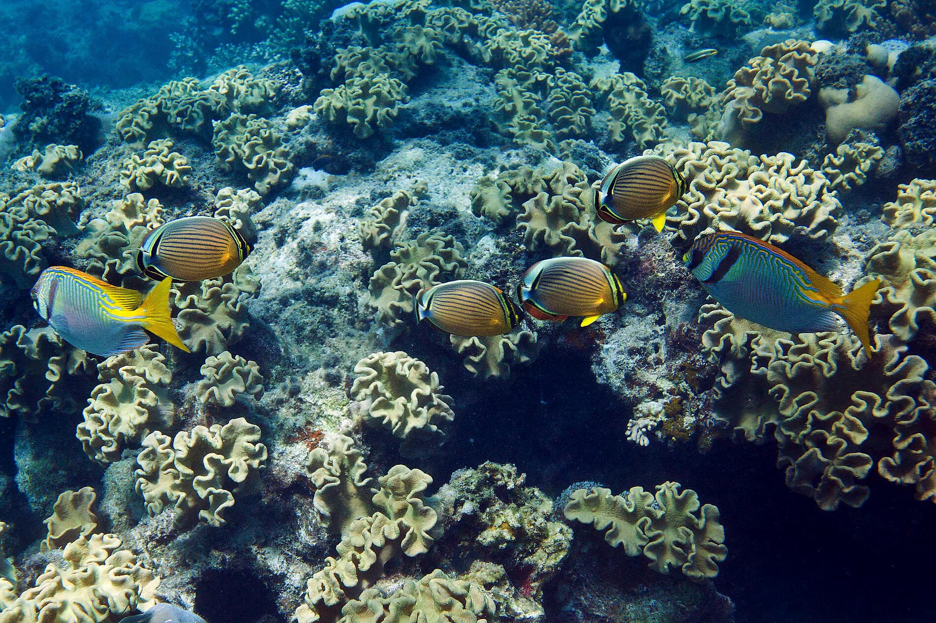 Tropical Odyssey between Indonesia and North East Australia 