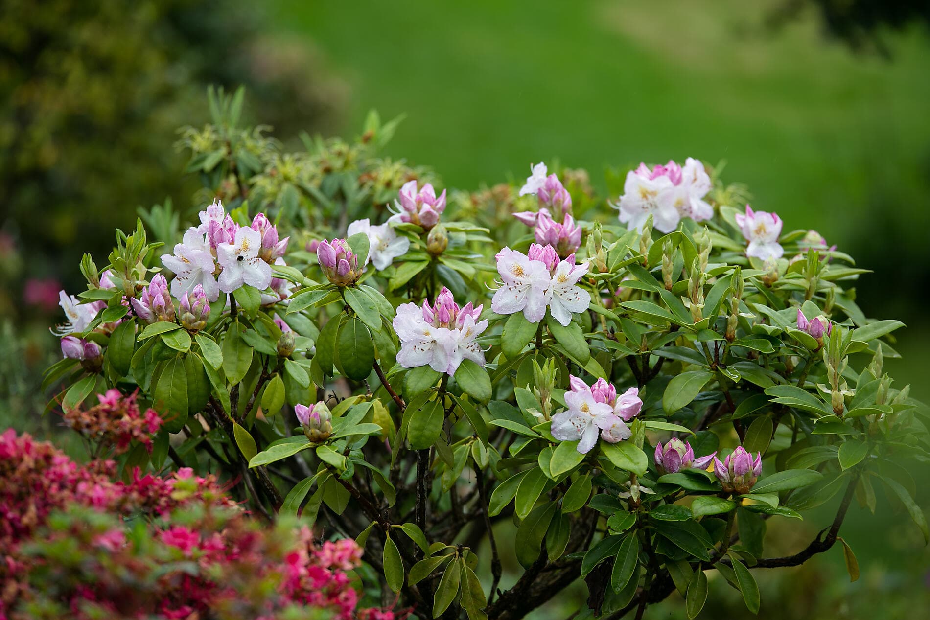 Around the Emerald Isle 