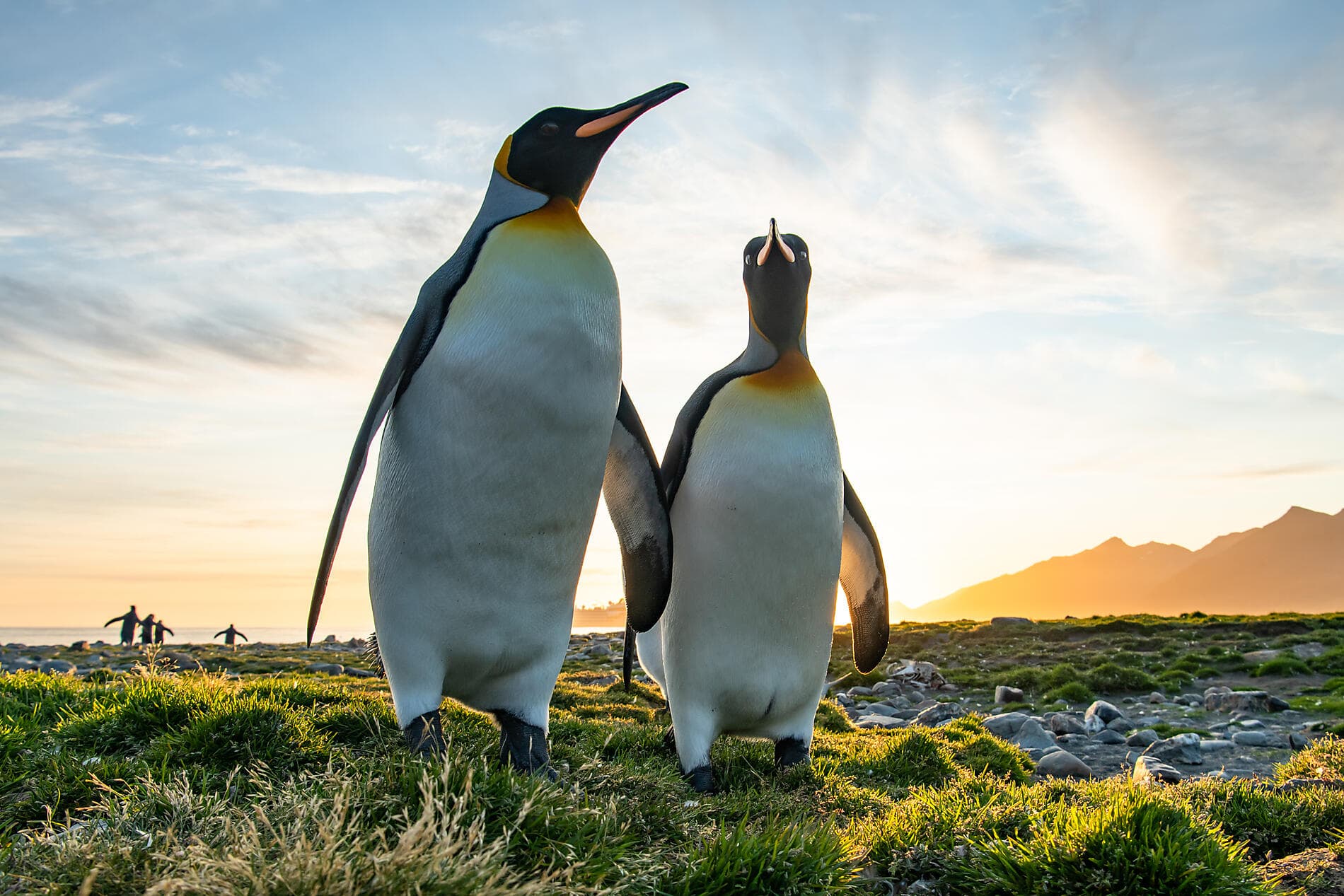 The Great Austral Loop