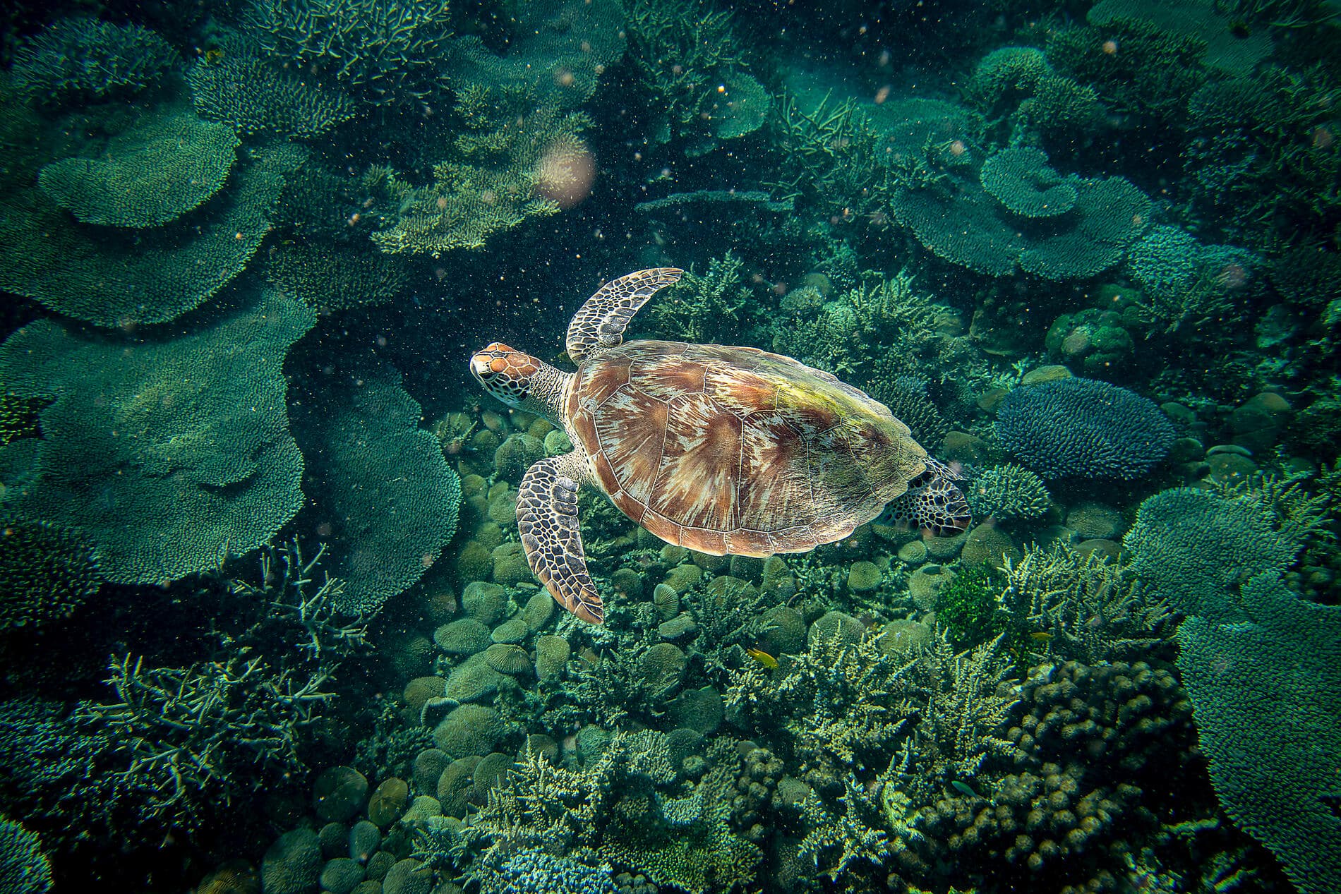 Madagascar & South Africa 