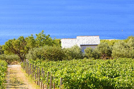 5 Aug 26 - Pucisca, Brac Island