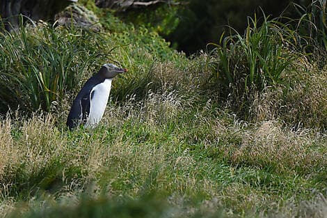 2 Jan 27 - Enderby Island, Auckland Islands