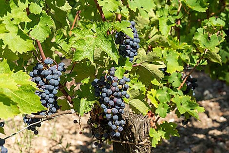 27 Apr 26 - Pauillac