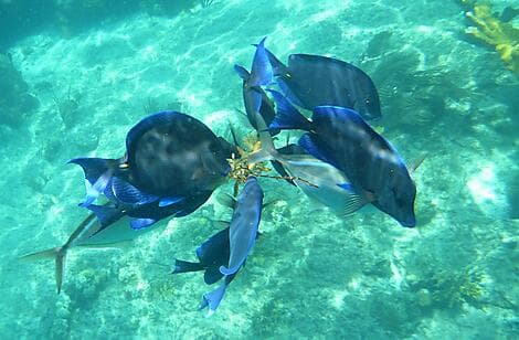 19 Jan 27 - Norman Island