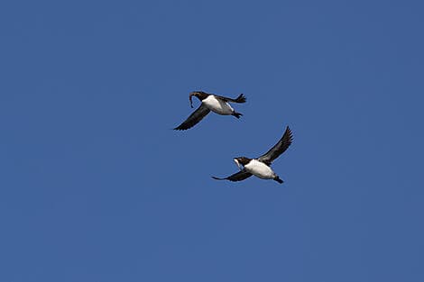 27 Jun 27 - Sailing in the Hinlopen Strait