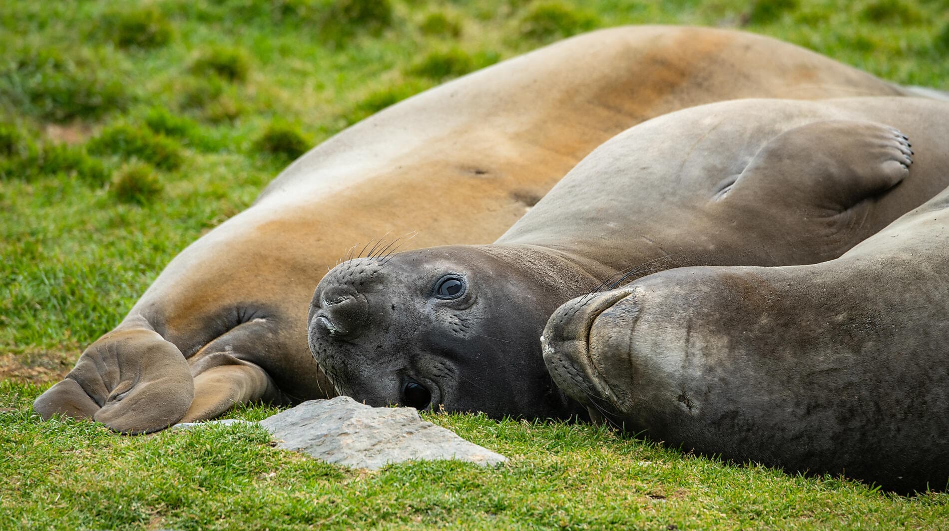 The Great Austral Loop