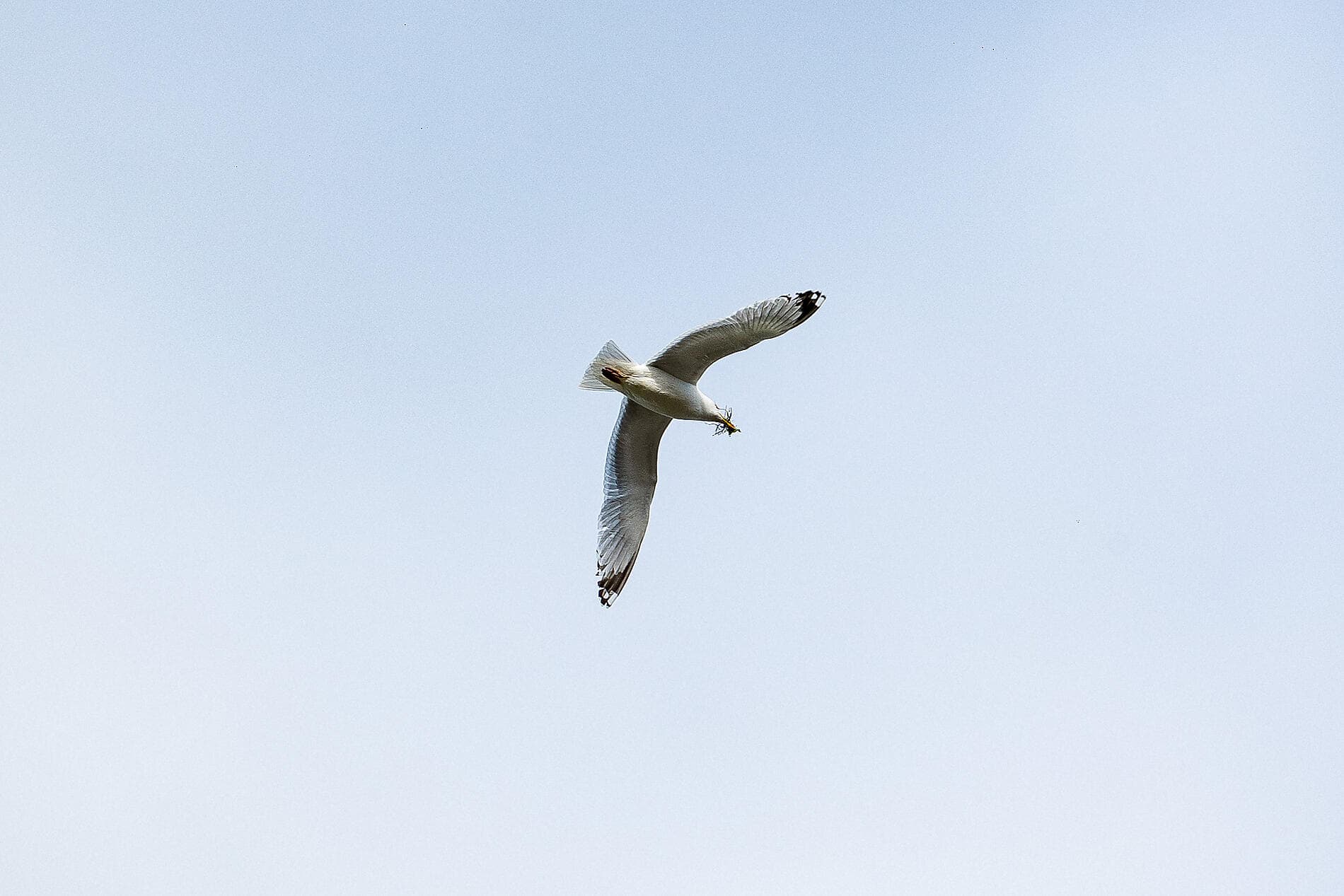 The Iberian Peninsula and Fortified cities of the Atlantic