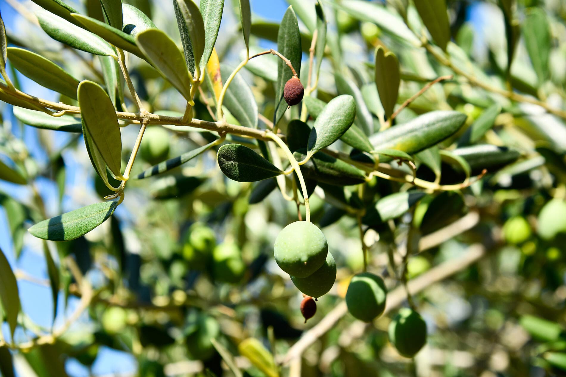 The Mediterranean: in the Footsteps of Great Civilisations