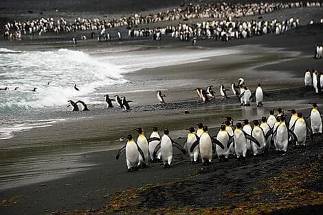 4 Jan 27 > 5 Jan 27 - Macquarie Island